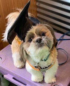 puppy graduate