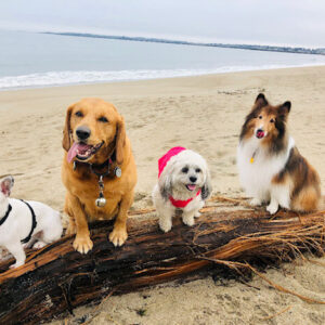 dogs on a log on the beach